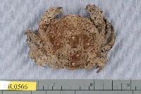 藏品(綿形渣氏蟹)的圖片